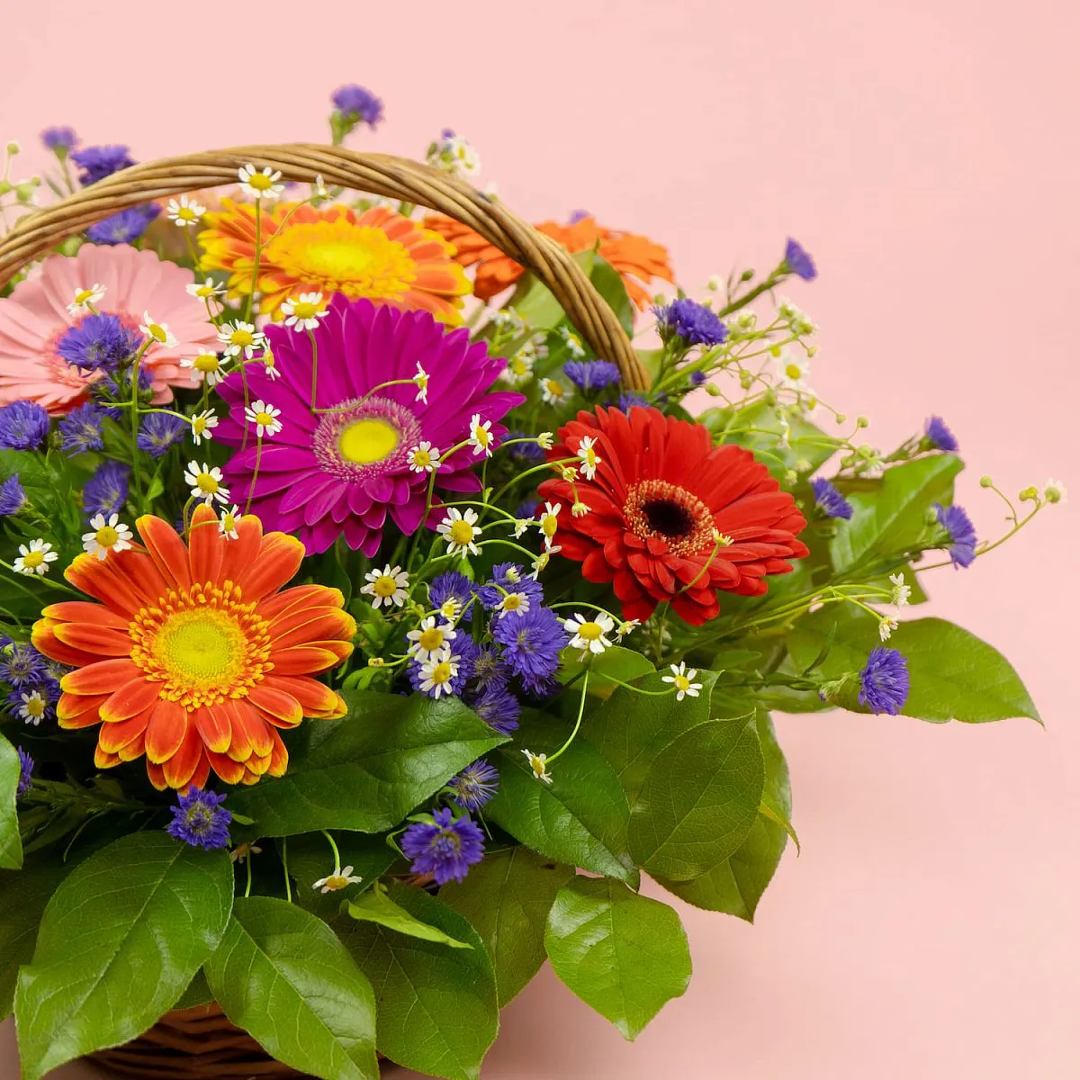 Герберы и ромашеки в корзине