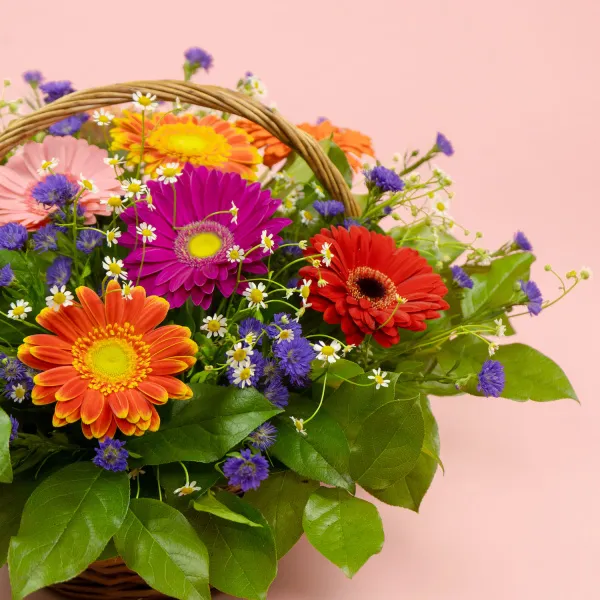Герберы и ромашеки в корзине