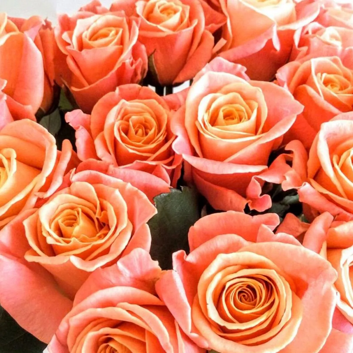 101 оранжевая роза (70 см)