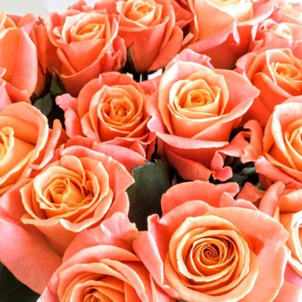 101 оранжевая роза (70 см)