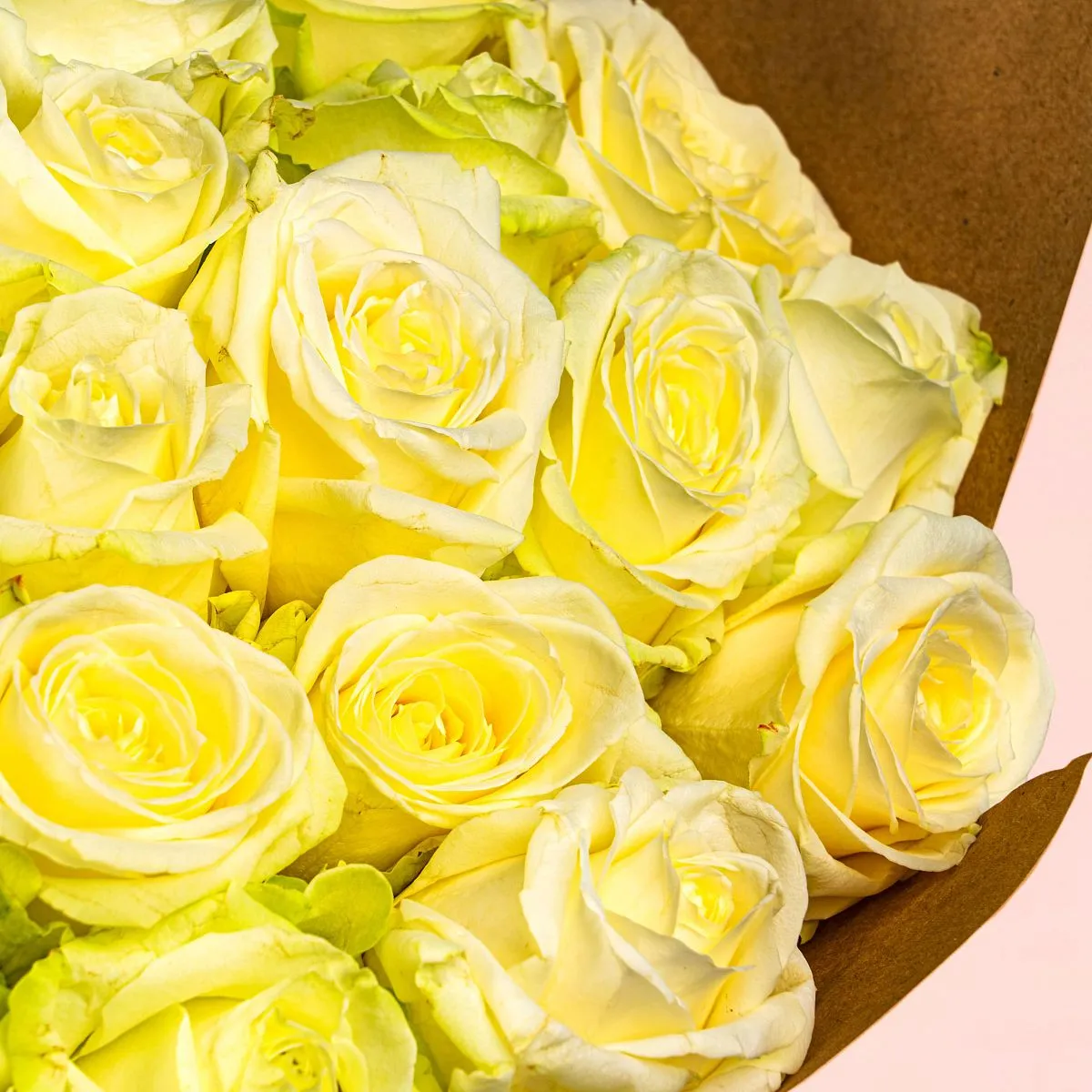 101 бело-зеленая роза (50 см)