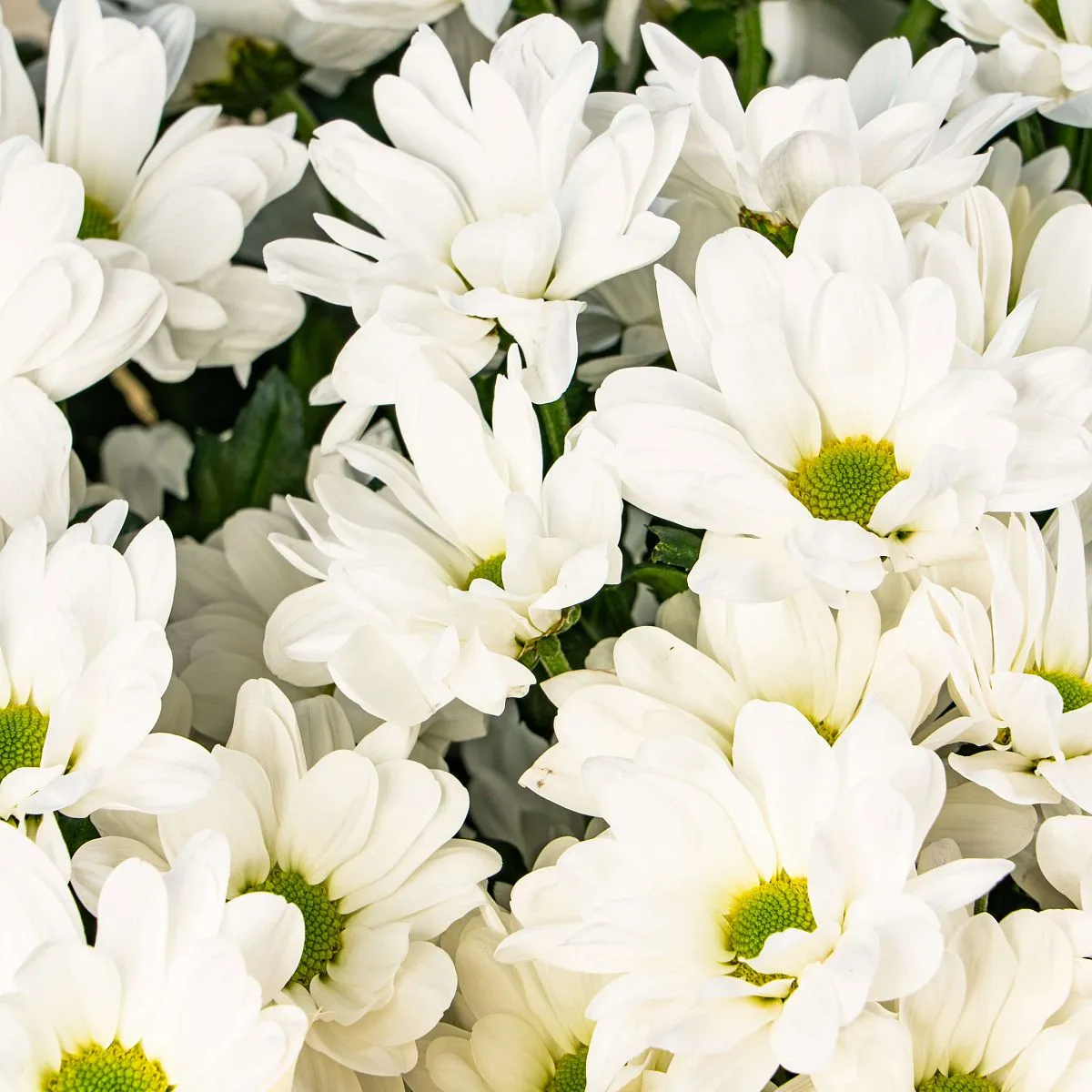 45 хризантем Бакарди