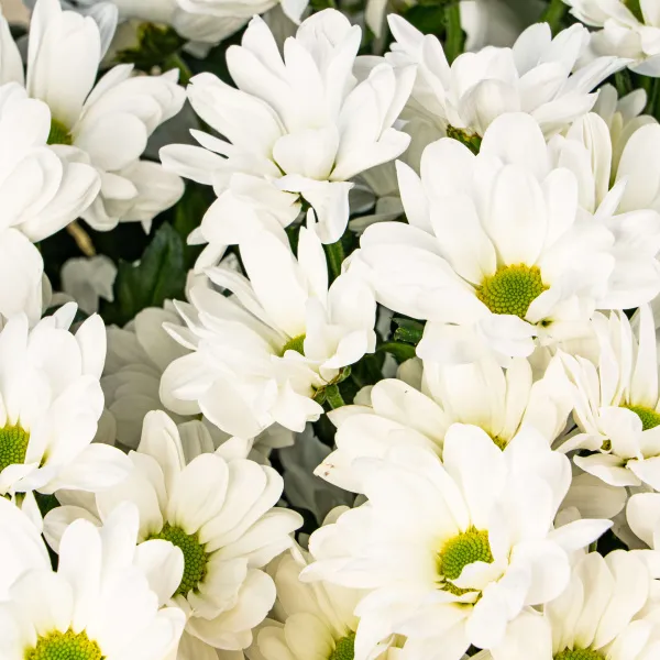 15 хризантем Бакарди