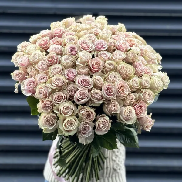 Букет 101 кремово-розовых роз эквадор (70см)