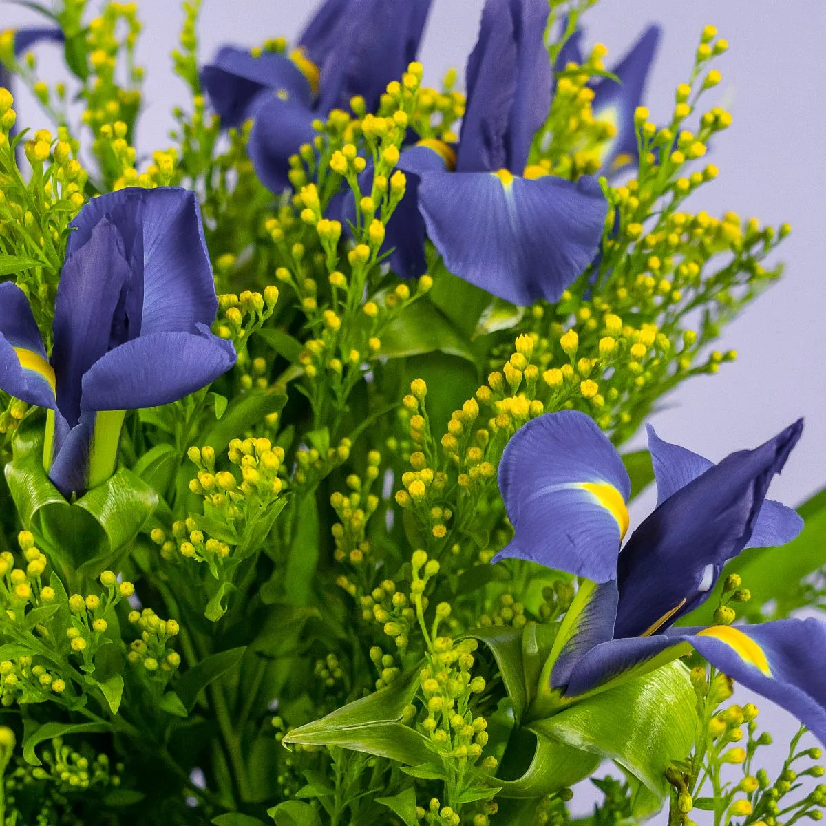 Букет из 25 ирисов