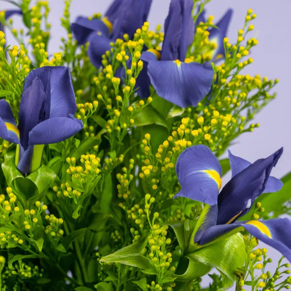 Букет из 25 ирисов