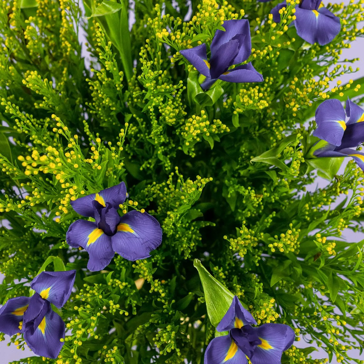 Букет из 25 ирисов