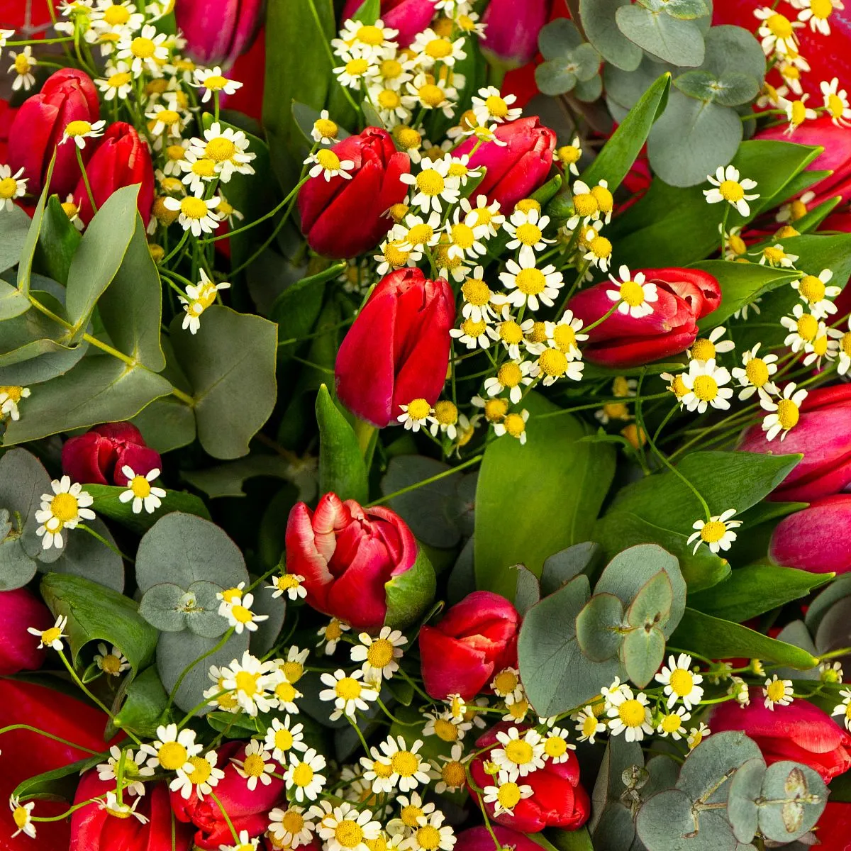 Букет из 25 тюльпанов и танацетумов