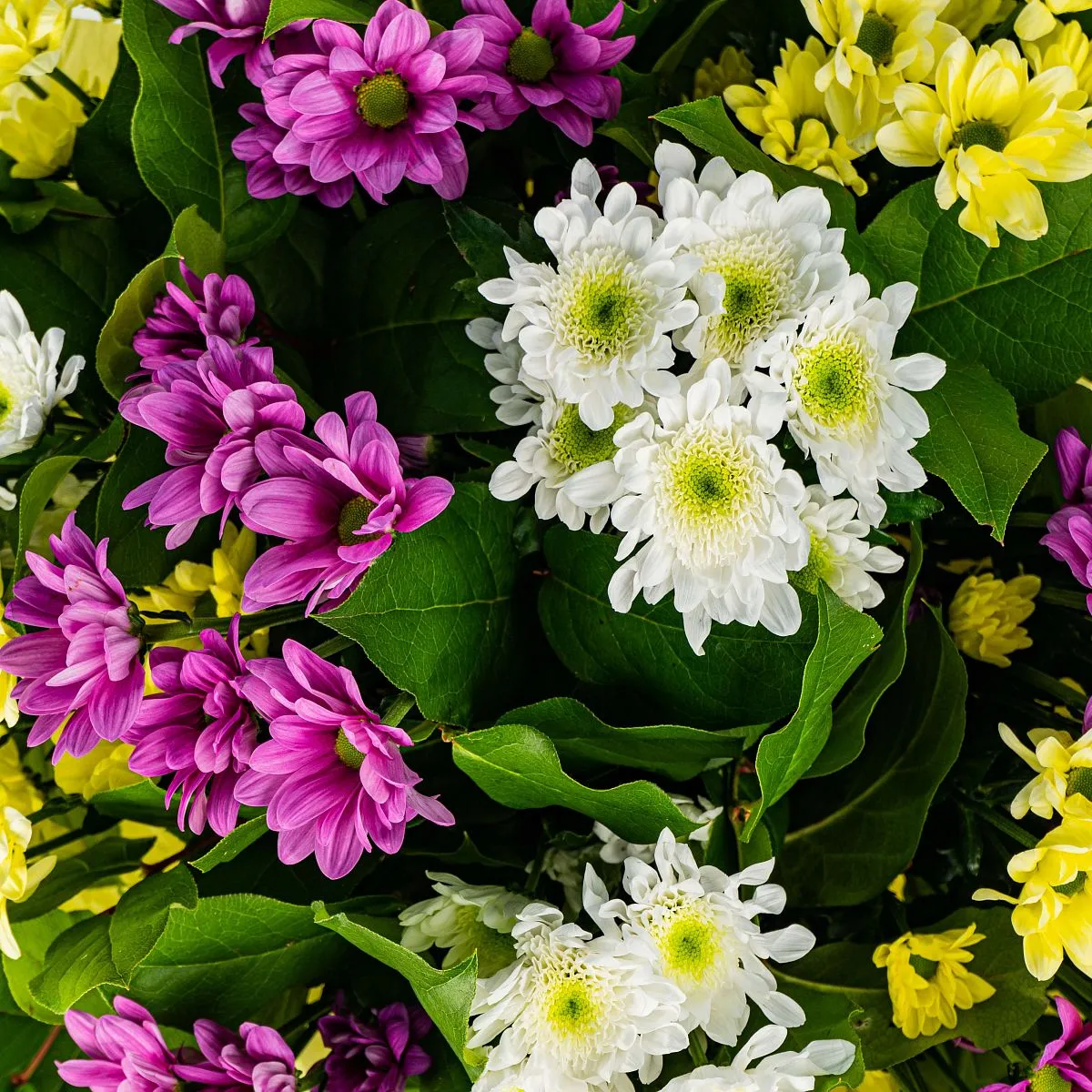 35 хризантем микс