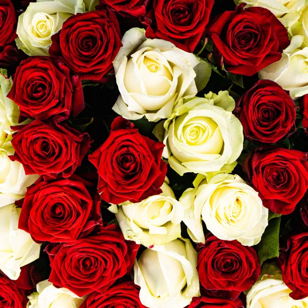 101 роза микс (40 см)