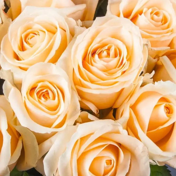 11 кремовых роз (60 см)