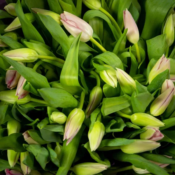 101 нежно-розовый тюльпан