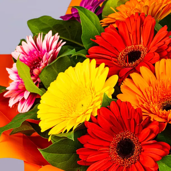 15 гербер микс