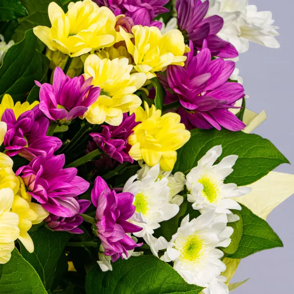 15 хризантем микс