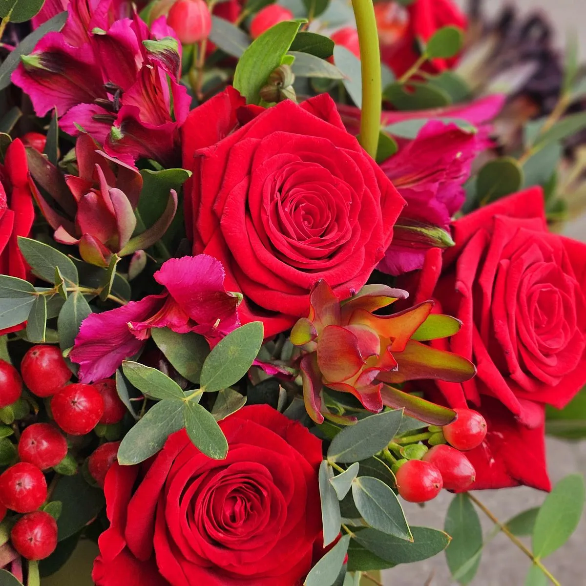 Гиперикума, протея и сафари в коробке