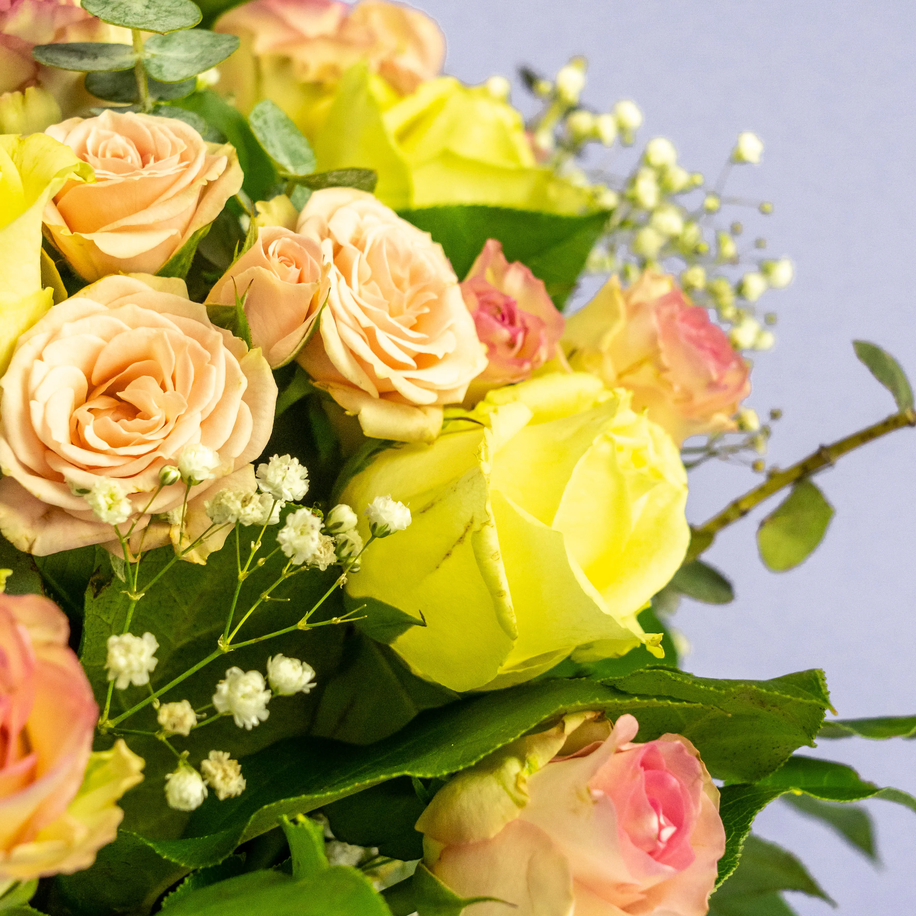 Розы микс и гипсофилы в коробке