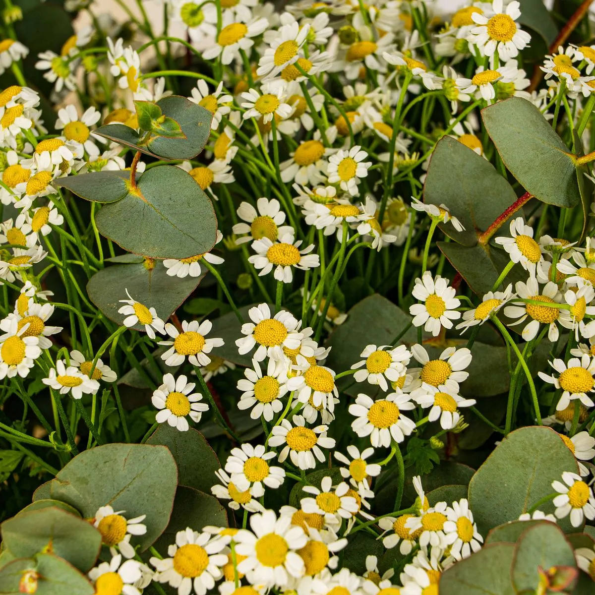 25 кустовых ромашек