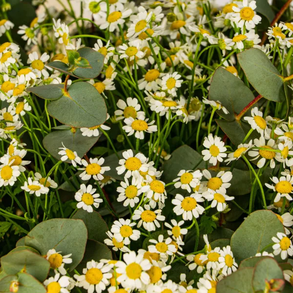25 кустовых ромашек