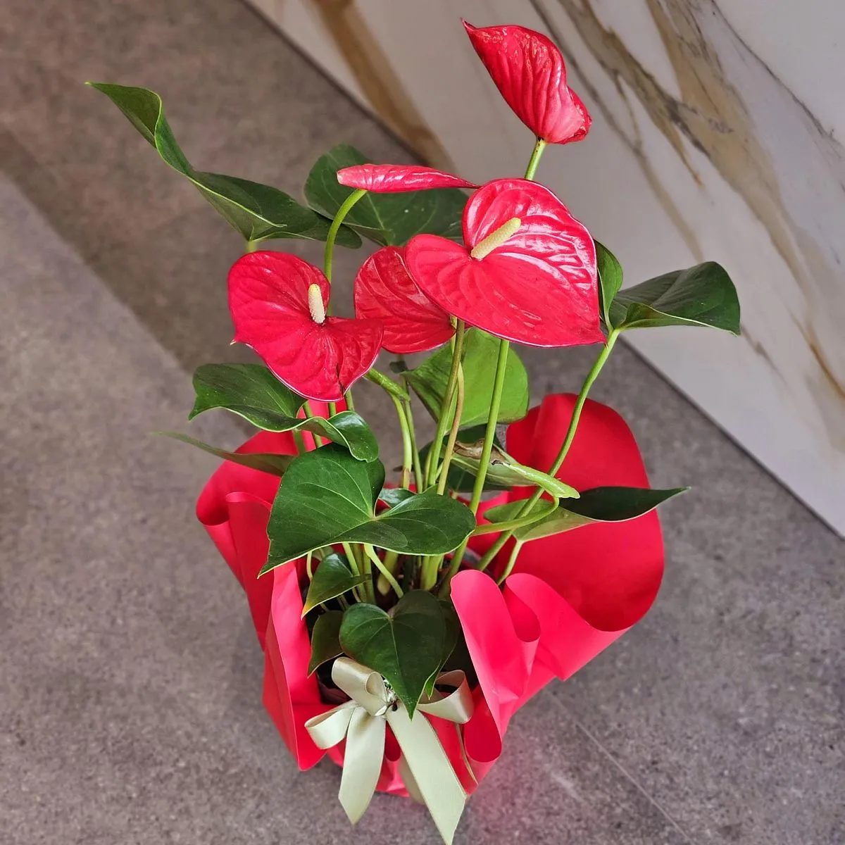 Композиция из 1 атруриума