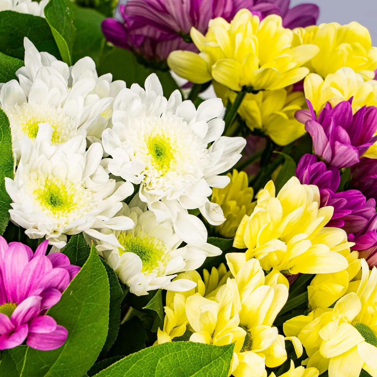 35 хризантем микс