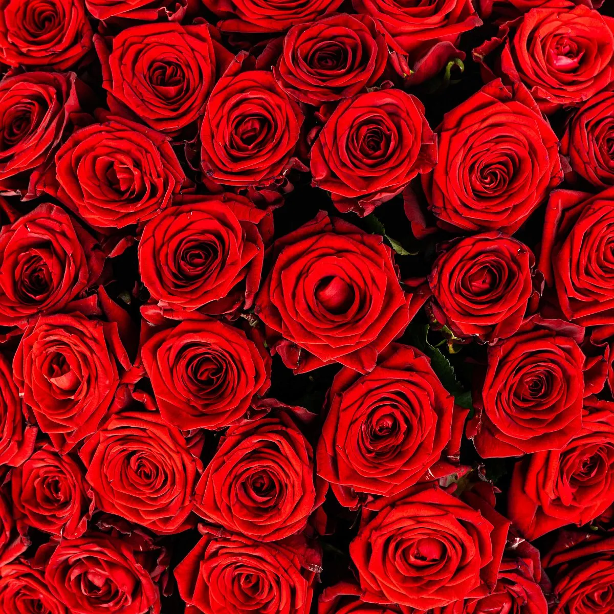 101 красная роза (40 см)