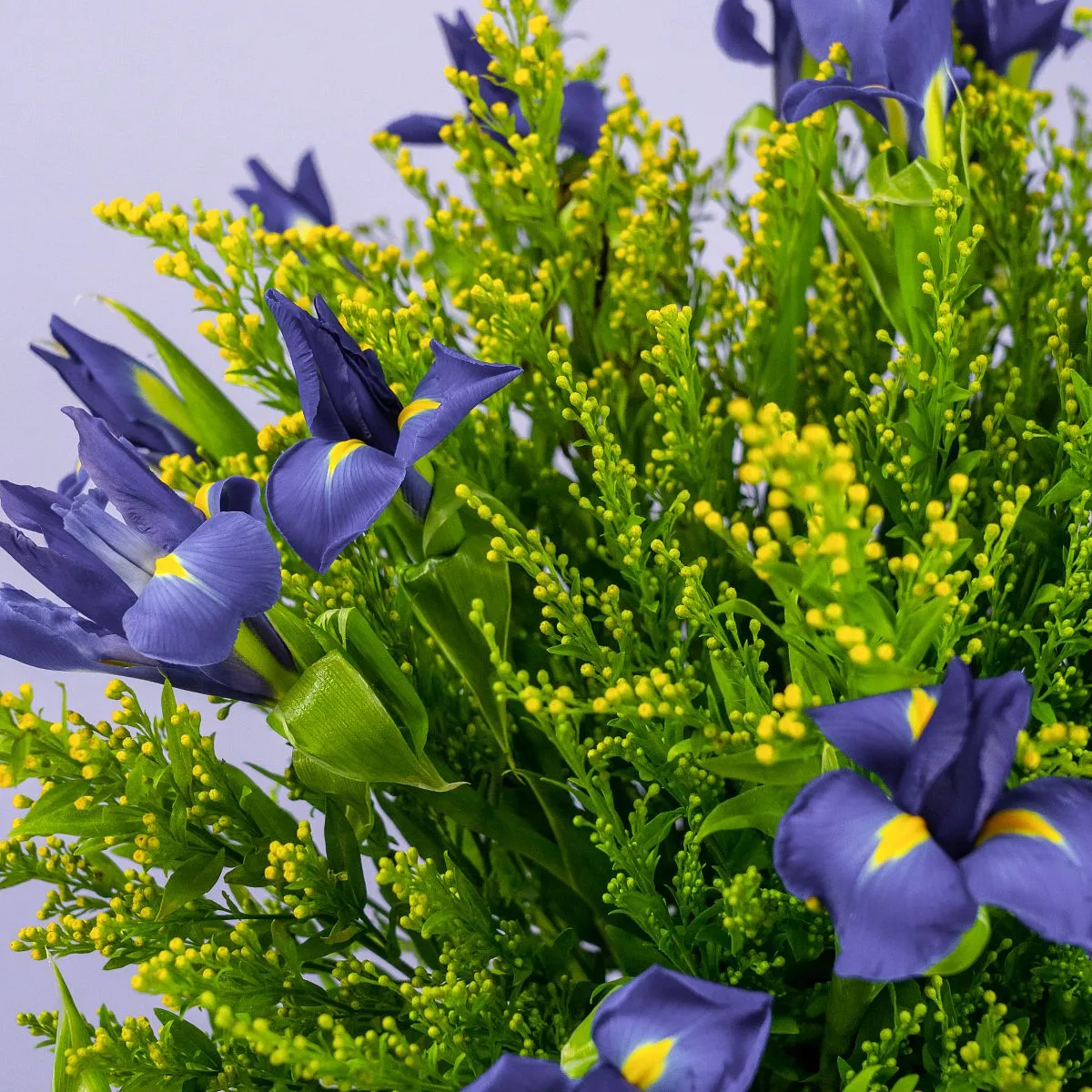 Букет из 25 ирисов