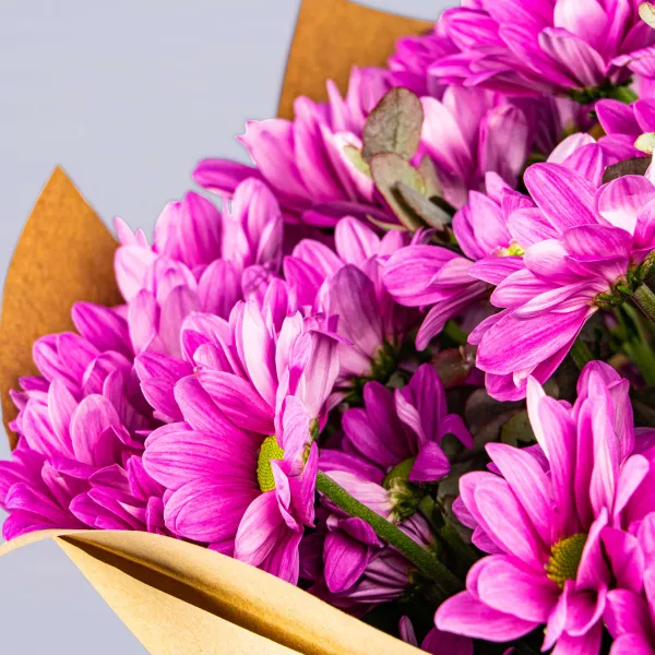 25 фиолетовых хризантем