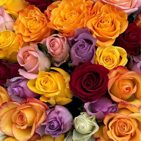 101 роза микс (35 см)