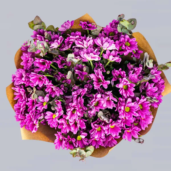 25 фиолетовых хризантем