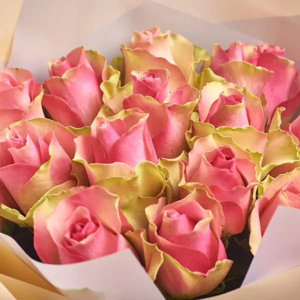 15 розово-зеленых роз (50 см)