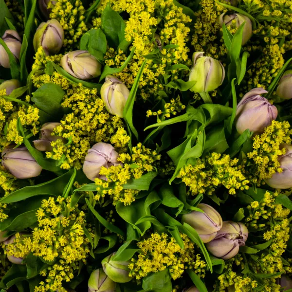 Букет из 49 тюльпанов и солидаго