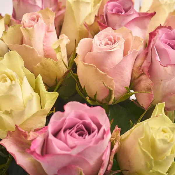 15 нежных роз микс (50 см)