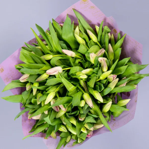 101 нежно-розовый тюльпан