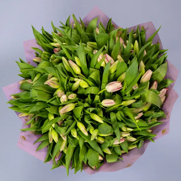 150 нежно-розовых тюльпанов