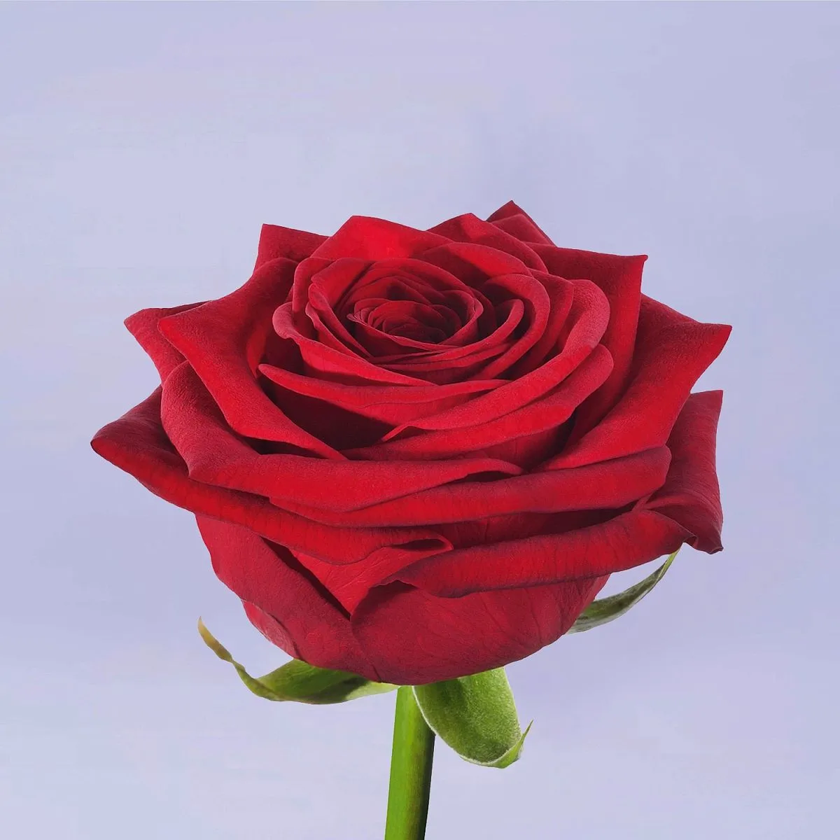 29 красных роз (50 см)