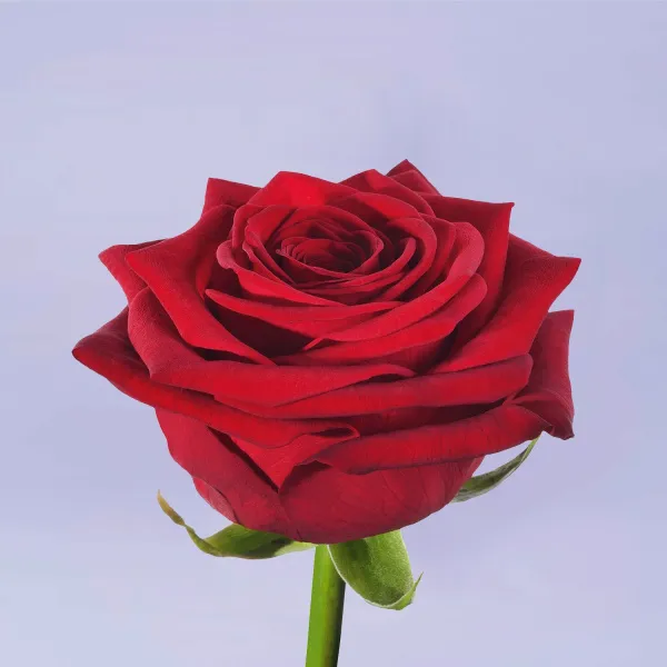 29 красных роз (50 см)