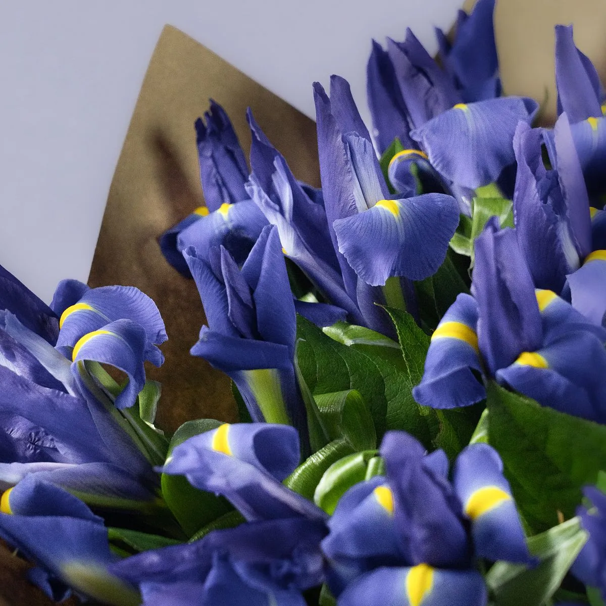 49 синих ирисов