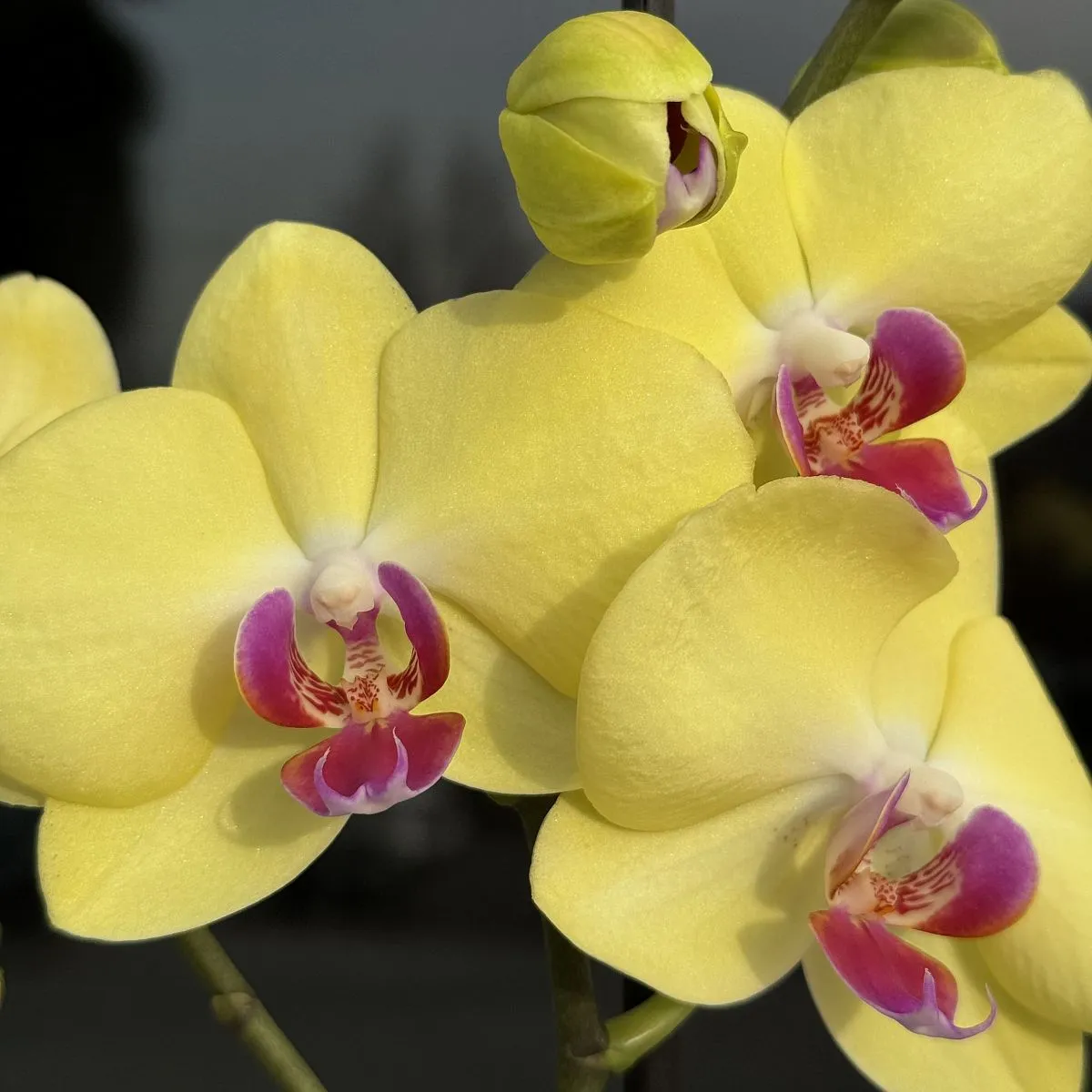 Орхидея в горшке жёлтая