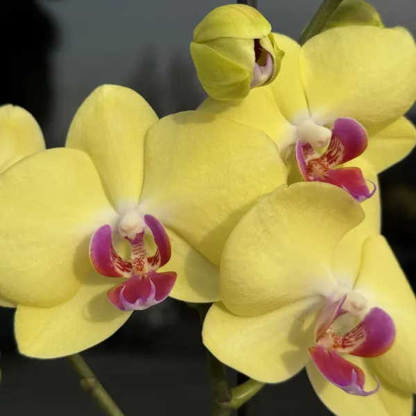 Орхидея в горшке жёлтая