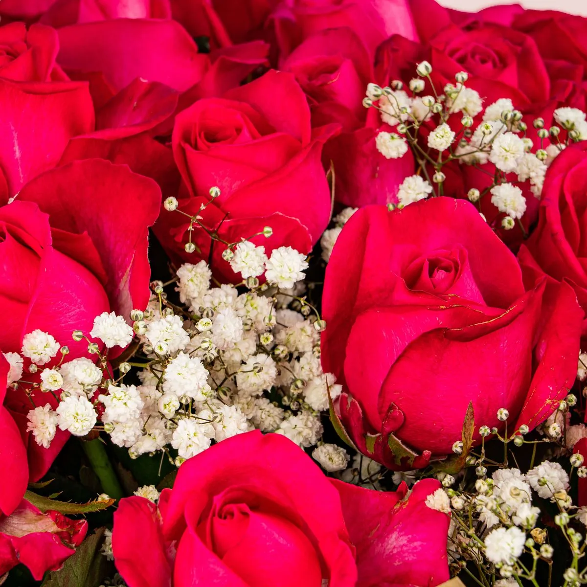 Букет из красных роз и гипсофилы